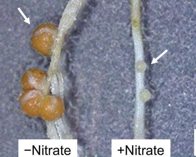硝酸鹽如何調(diào)節(jié)豆類中的基因表達