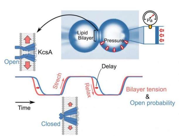 新方法為鉀通道的張力敏感性提供了見解