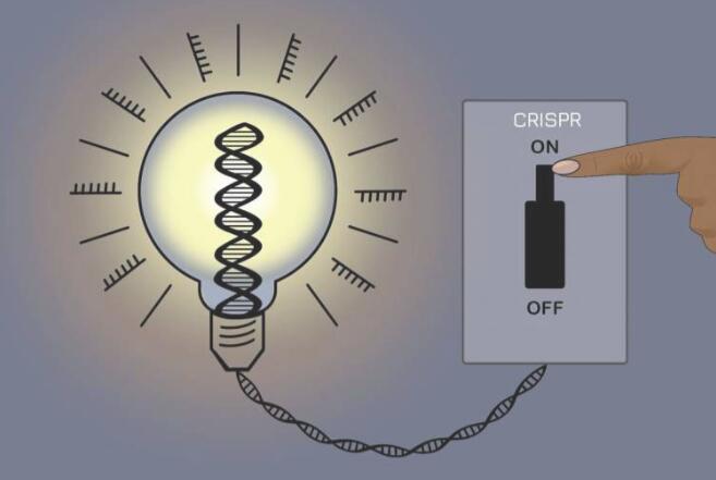 新型可逆CRISPR方法可控制基因表達且保持基礎(chǔ)DNA序列不變