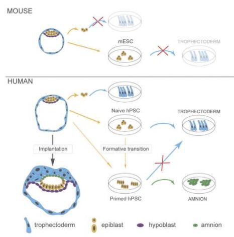 研究為人類胚胎的形成提供了新見解