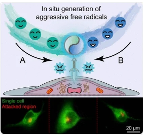 科學(xué)家開發(fā)了微流體探針用于對活細(xì)胞的自由基攻擊