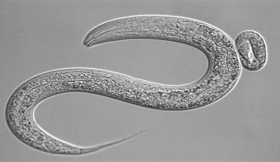 蠕蟲研究探索飲食如何控制RNA成熟