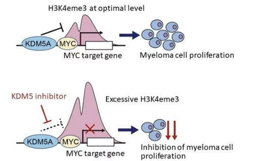 涉及多發(fā)性骨髓瘤生長(zhǎng)的新表觀遺傳機(jī)制