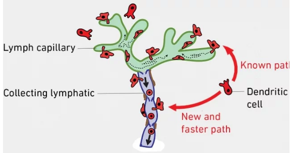 免疫細胞可以使用捷徑從組織到達淋巴結(jié)