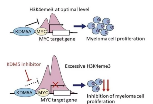 參與多發(fā)性骨髓瘤生長(zhǎng)的新表觀遺傳機(jī)制