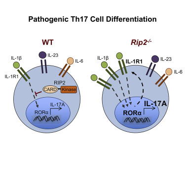 T細胞內(nèi)在受體相互作用蛋白2調(diào)控病原性T輔助17細胞分化