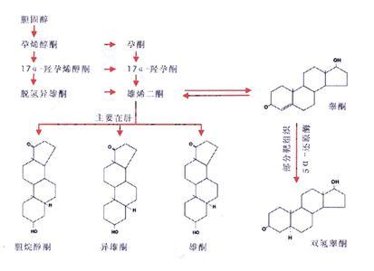 雄激素受體 前列腺癌的治療靶點 進口到線粒體