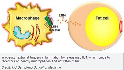 A-FABP或是治療肥胖相關(guān)癌癥的新靶點(diǎn)