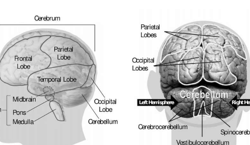 科學(xué)家使用微型大腦來模擬如何預(yù)防異常小頭的發(fā)育