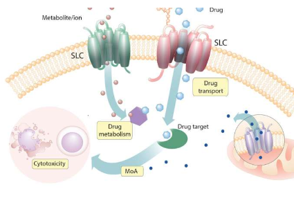 發(fā)現(xiàn)人細胞中SLC與細胞毒性藥物之間的新穎關系
