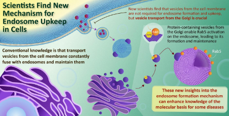 解釋和維持進(jìn)入細(xì)胞的物質(zhì)進(jìn)行分類和分配的細(xì)胞器的新機制