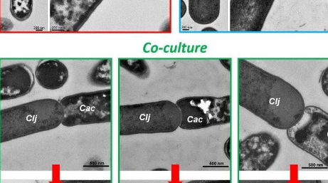特拉華大學(xué)的研究人員發(fā)現(xiàn)細(xì)菌的作用不僅僅是協(xié)同作用