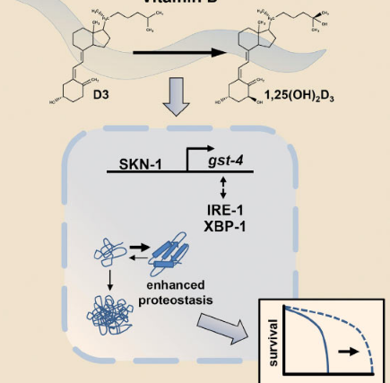 最新研究表明 維生素D可延長壽命和蛋白質穩(wěn)態(tài)