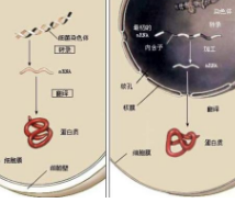 研究揭示了工作記憶中涉及的意外機(jī)制