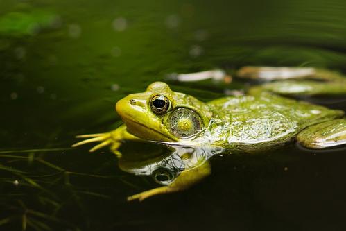 對感染魚類和兩棲動物的常見疾病進(jìn)行環(huán)境控制