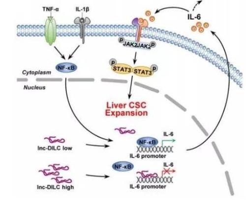 lncRNA的不同加工導致干細胞的非保守功能