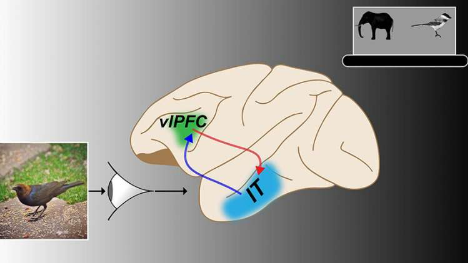 神經(jīng)通路對于靈長類動物成功快速識別目標(biāo)至關(guān)重要