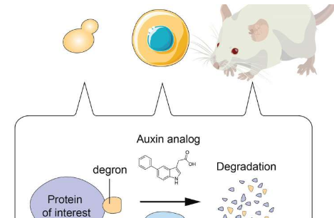 最新開發(fā)的技術(shù)可以精確 快速地降解目標(biāo)蛋白質(zhì)