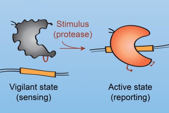 給Cas9一個on開關(guān) 以更好地控制CRISPR基因編輯