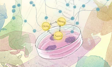 哺乳動物干細(xì)胞進(jìn)化的新見解