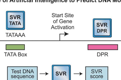機(jī)器學(xué)習(xí)有助于基因激活發(fā)現(xiàn)