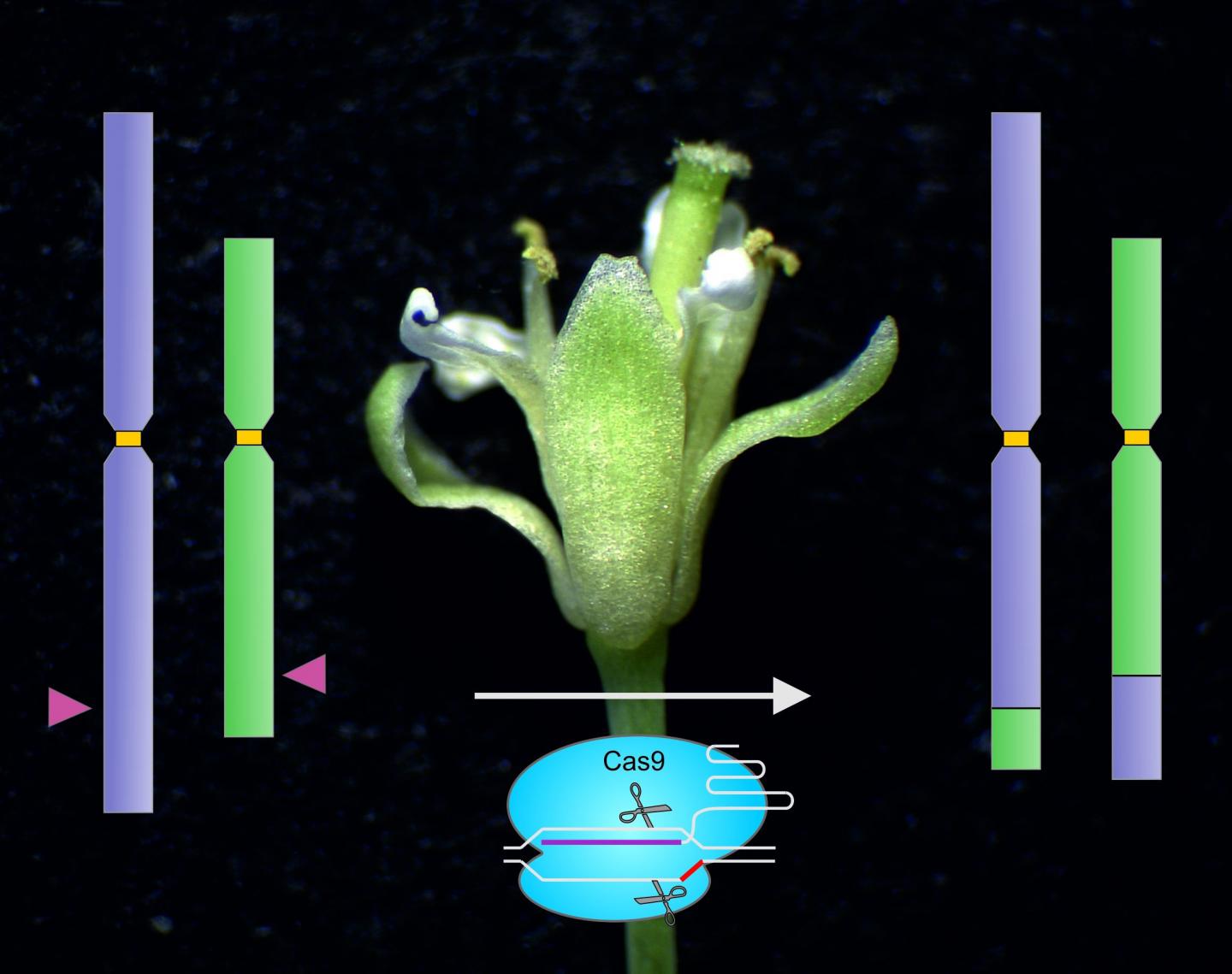 科學(xué)家使用分子剪刀在染色體之間提取出的新基因組修飾技術(shù)