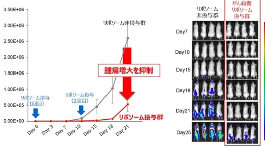 東芝與信州大學(xué)聯(lián)合開發(fā)用于基因治療的腫瘤脂質(zhì)體技術(shù)