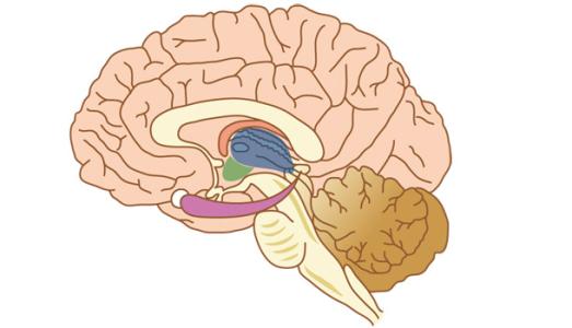 我們的大腦是如何感知時(shí)間