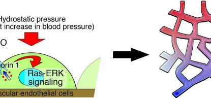 血壓的短暫升高會促進某些血管的生長