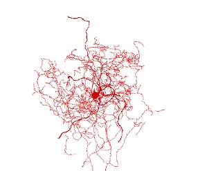 科學(xué)家們鑒定出一種新型的人類(lèi)腦細(xì)胞