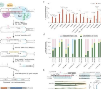 科學(xué)家在植物中開發(fā)出新穎的可預(yù)測的多核苷酸缺失系統(tǒng)
