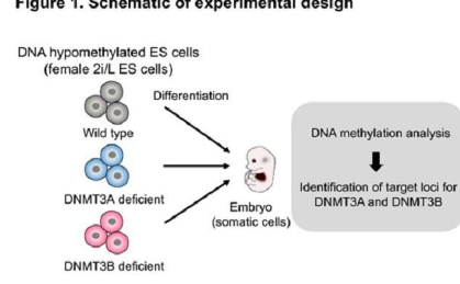 DNA甲基化在哺乳動(dòng)物個(gè)體發(fā)育中起著至關(guān)重要的作用