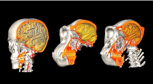 人類的大腦大約是大猿的大腦的三倍 為什么人腦那么大