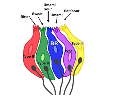 在味蕾中發(fā)現(xiàn)的新型味細(xì)胞