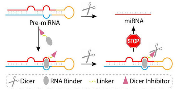 microRNA如何保護(hù)動(dòng)脈粥樣硬化血管完整性