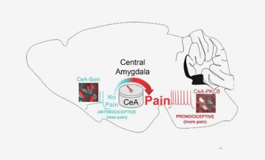 鼠標(biāo)研究可以解釋大腦如何使疼痛向上或向下轉(zhuǎn)動(dòng)