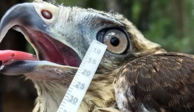 鳥類和爬行動物的眼淚與人類的眼淚沒有什么不同