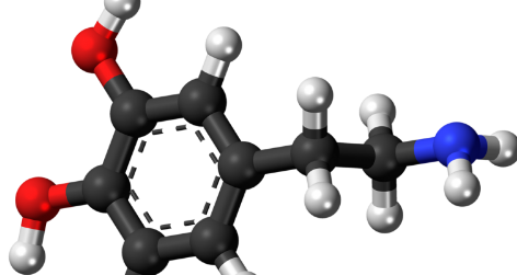 科學(xué)家報(bào)告多巴胺和5-羥色胺在人類感知和決策中的作用