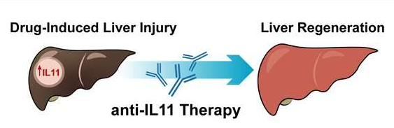 阻斷IL-11信號可以幫助藥物性損傷后肝臟再生