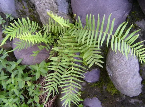 研究人員觀察早期陸生植物中心粒的內(nèi)部運(yùn)作