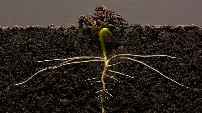 植物根部和動(dòng)物胚胎依賴相同的化學(xué)物質(zhì)才能成功發(fā)育