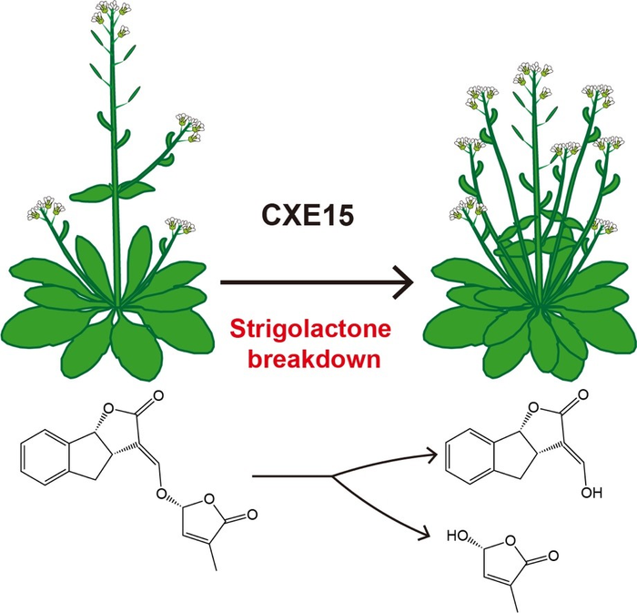 研究人員揭示植物激素獨腳金內酯的分解代謝調節(jié)