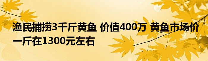 漁民捕撈3千斤黃魚 價(jià)值400萬 黃魚市場價(jià)一斤在1300元左右