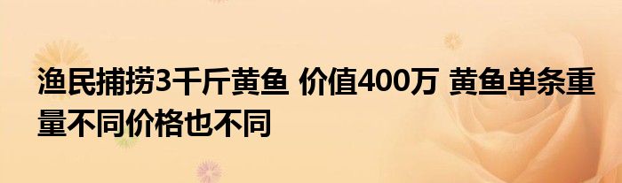 漁民捕撈3千斤黃魚 價(jià)值400萬 黃魚單條重量不同價(jià)格也不同