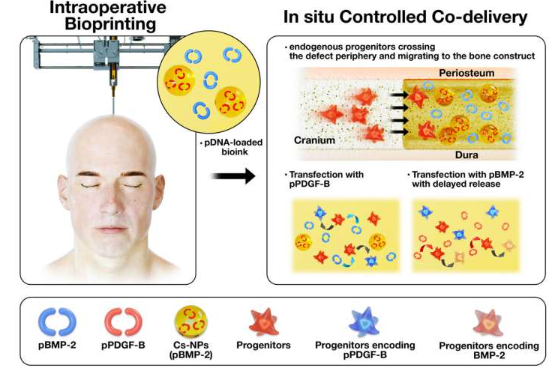 基因治療改善了用于骨修復(fù)的生物打印