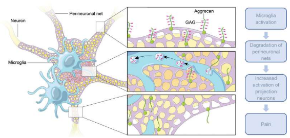 研究發(fā)現(xiàn)神經(jīng)損傷后脊髓中小膠質(zhì)細(xì)胞的激活導(dǎo)致疼痛過敏