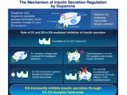 研究發(fā)現(xiàn)多巴胺通過受體復(fù)合物調(diào)節(jié)胰島素分泌