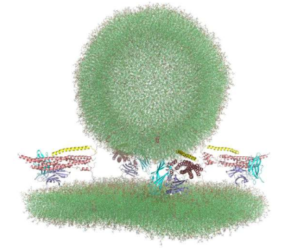 使用超級(jí)計(jì)算機(jī)了解突觸傳遞