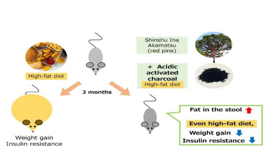 酸性活性炭可防止高脂飲食小鼠的體重增加和胰島素抵抗