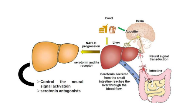 腸外周神經(jīng)軸通過肝 HTR2A 參與非酒精性脂肪性肝病病理